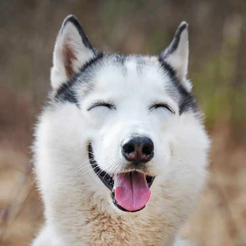 Actividad-y-juegos-del-husky