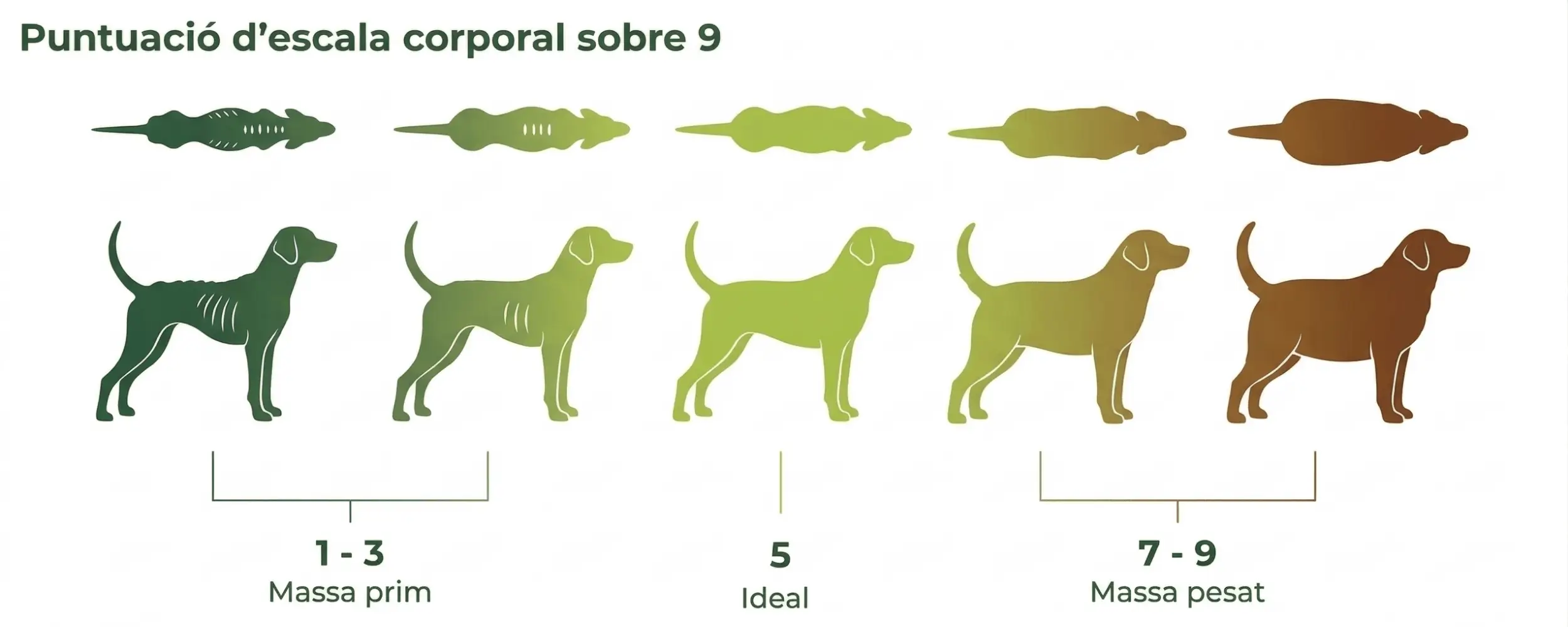 BCS-obesitat-canina