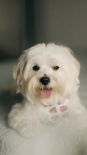 Bichon maltes