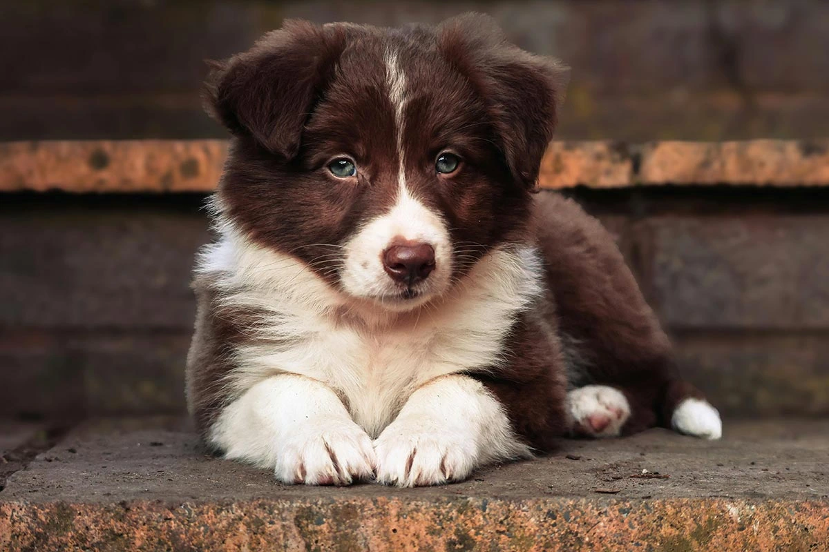 Border collie cachorro