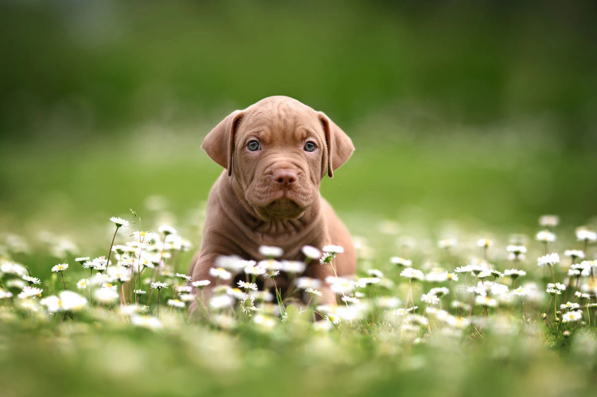 Cachorro American Staffordshire Terrier