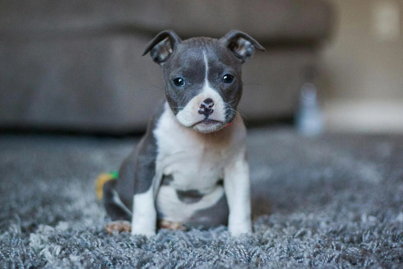 Cachorro pitbull terrier americano