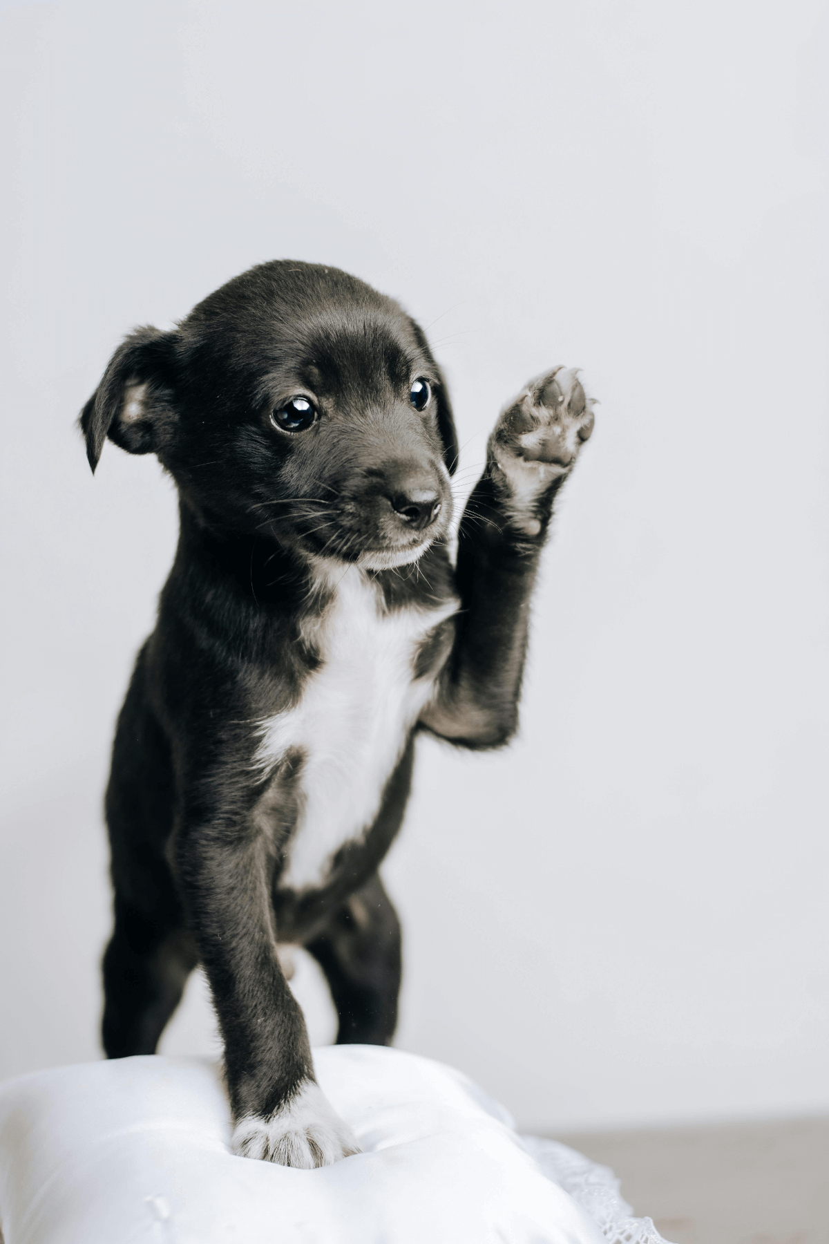 Cachorro sano