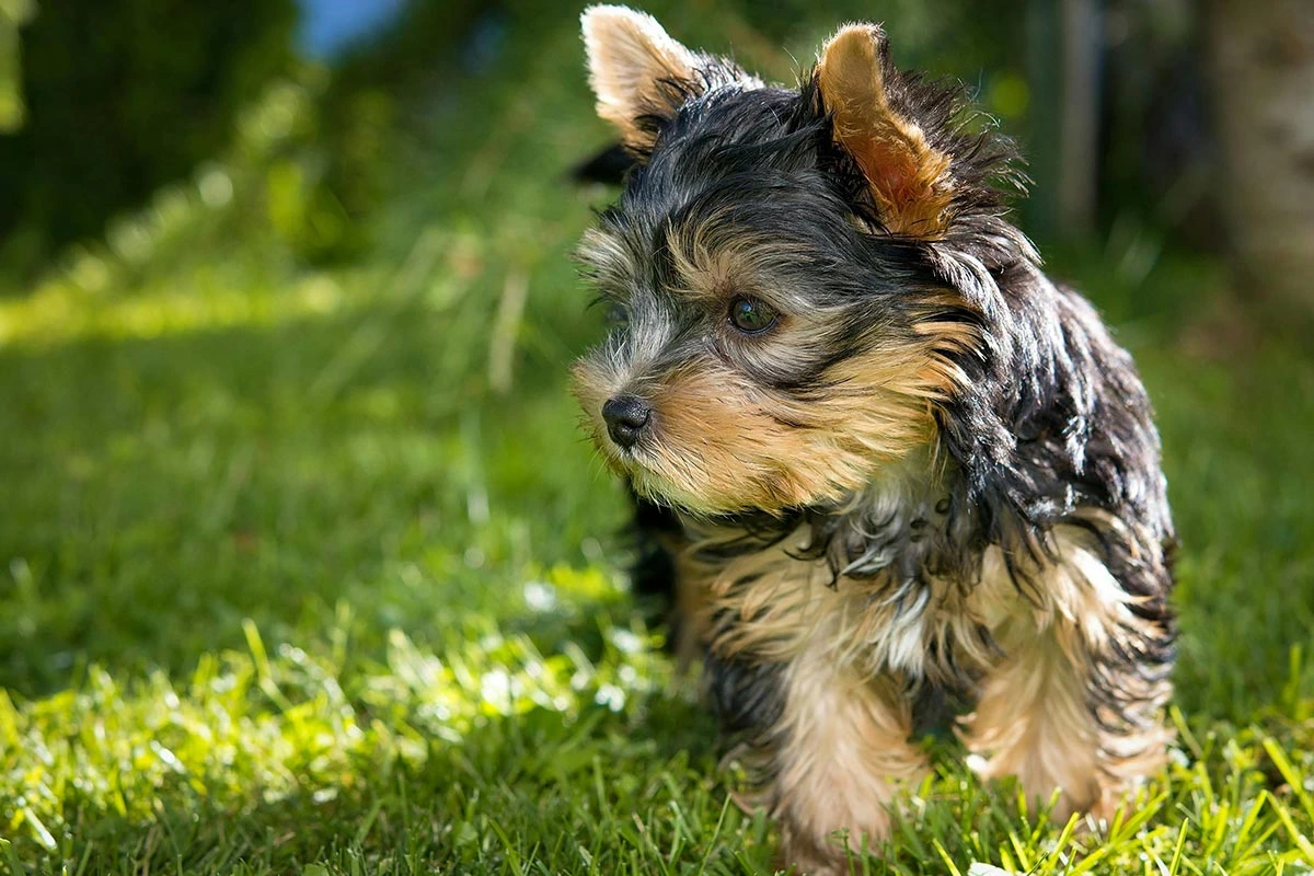 Cachorro yorkshire terrier