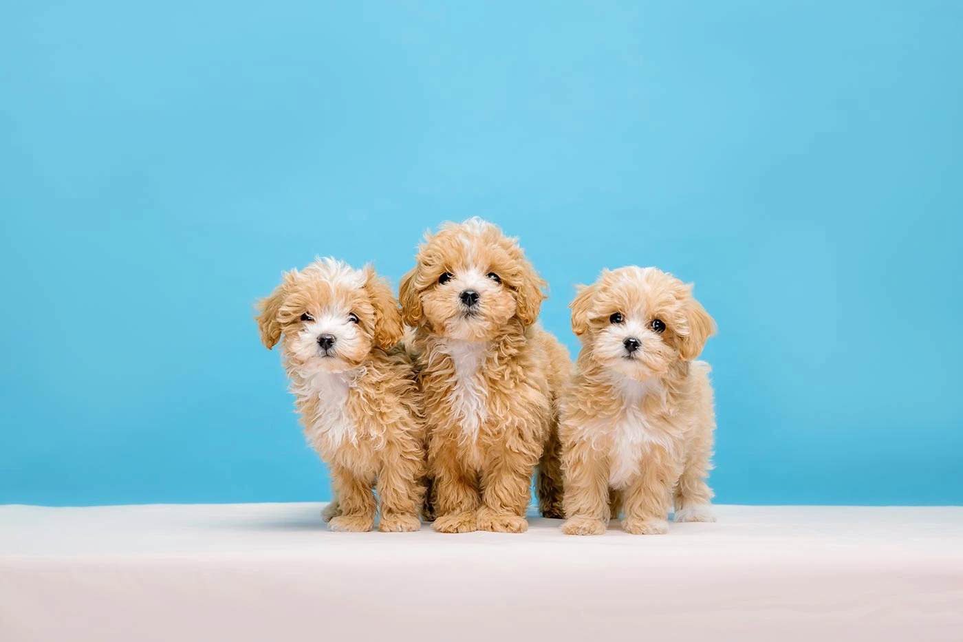 Cachorros de caniche