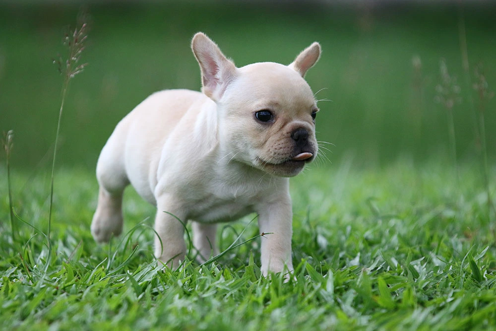 Cadell bulldog frances