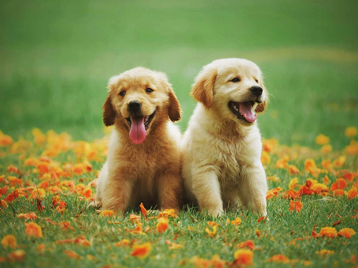 Cadells de labrador retriever