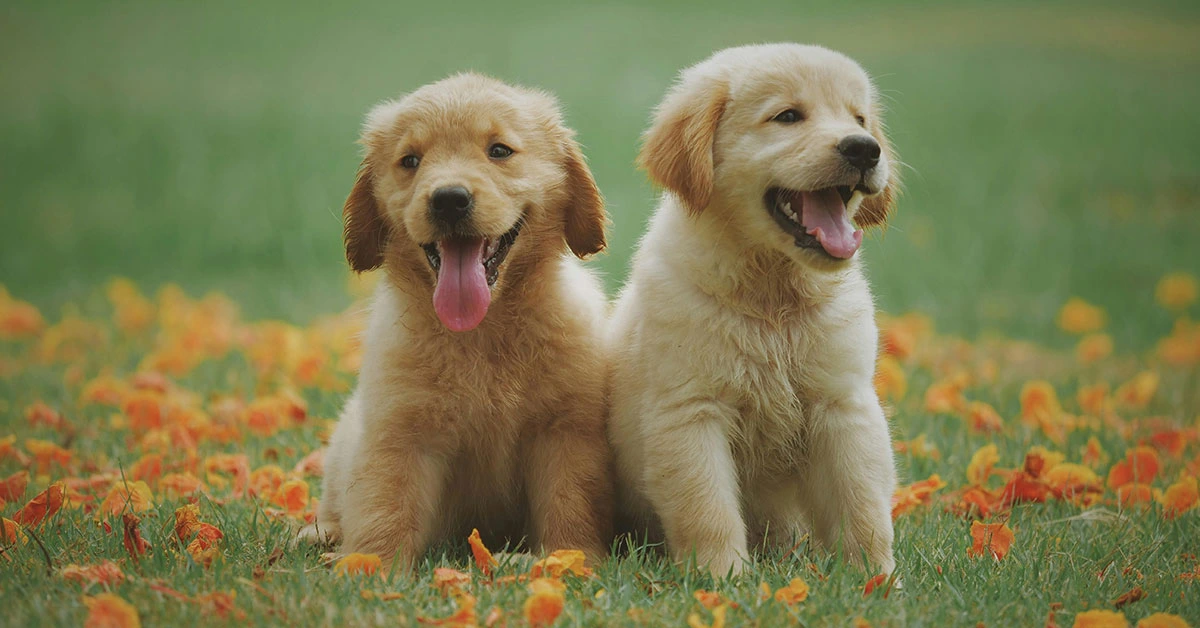 Cadells golden retriever