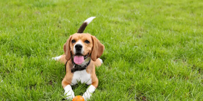 Car&aacute;cter curioso del beagle