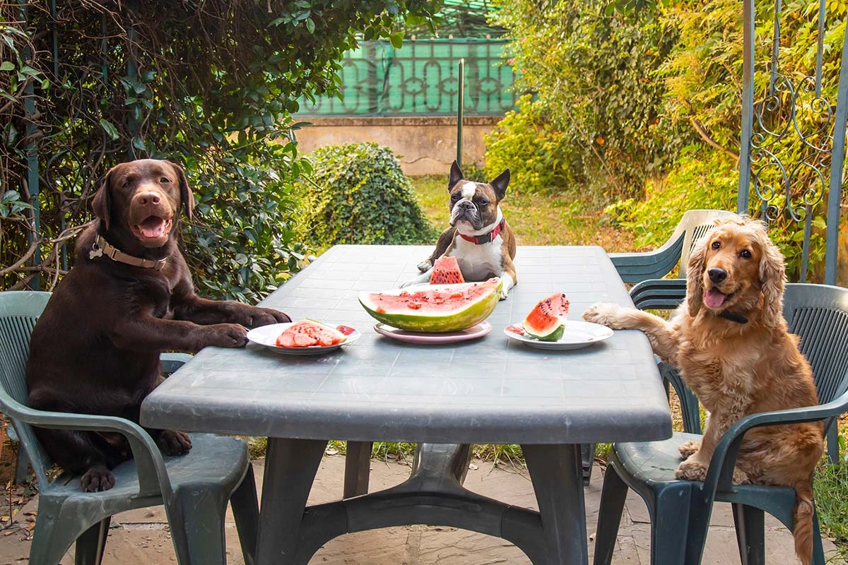 Comida fresca para perros