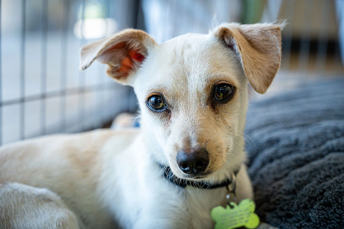 Adoptar un perro