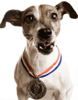 Concursant Palm Dog Awards