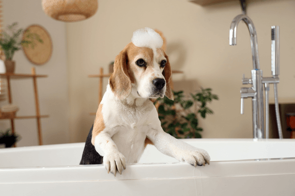 Cures i higiene del beagle