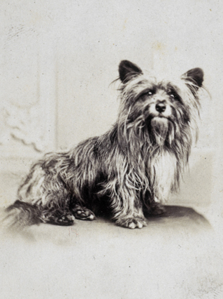 Greyfriars Bobby