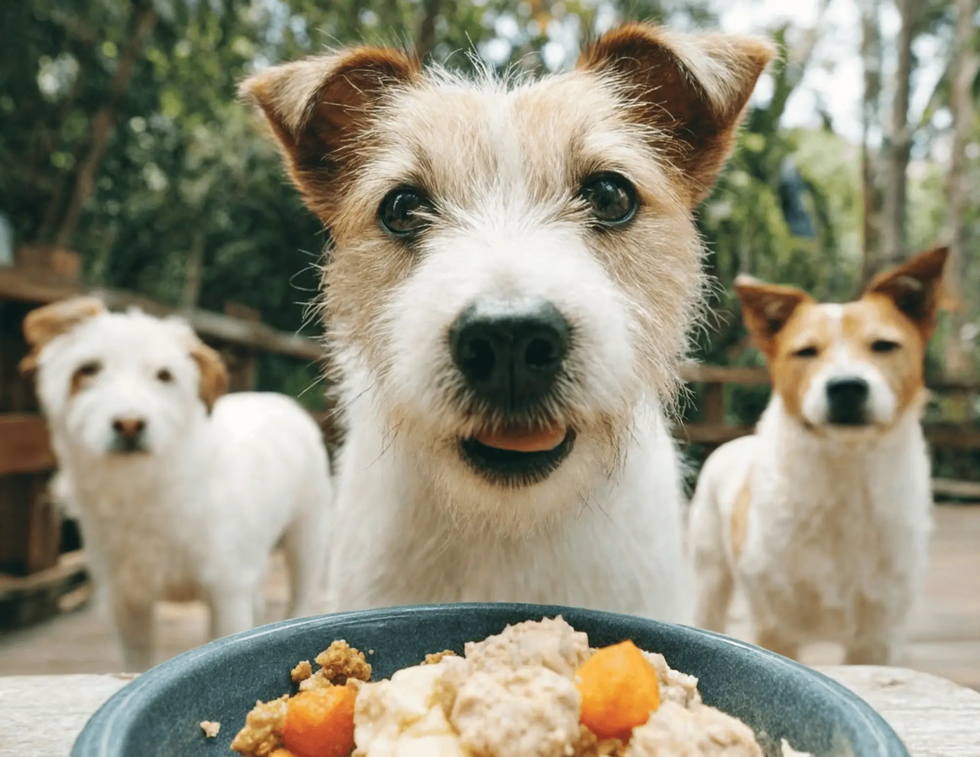 Informaci&oacute;n alimentaria para perros