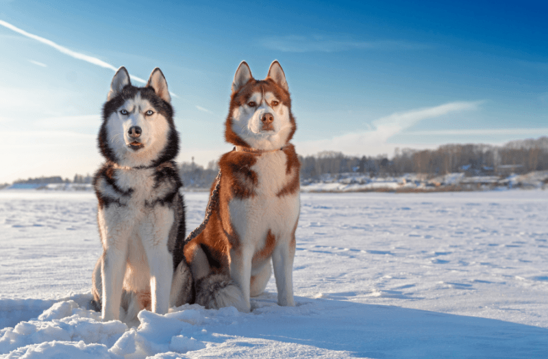 Salud-y-cuidado-del-husky