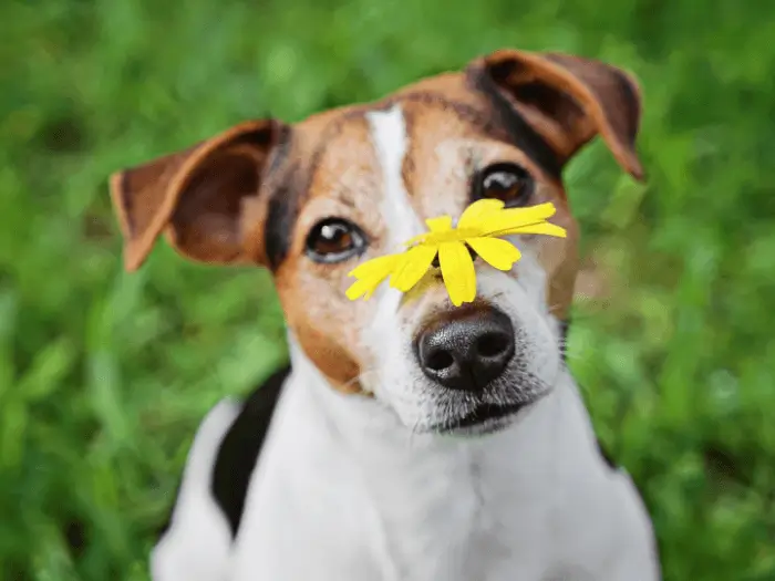 Tipos de alergias en perros