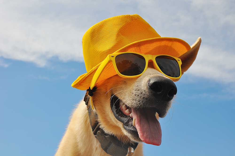 Vacaciones con tu perro